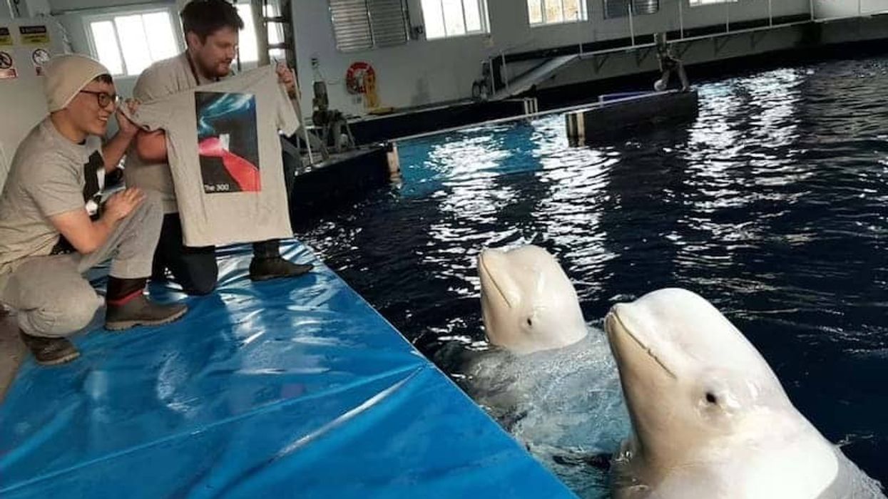 sea life trust beluga whales