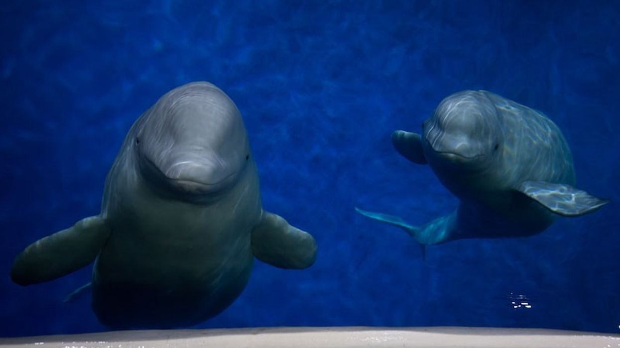 sea life trust little grey little white beluga whales iceland