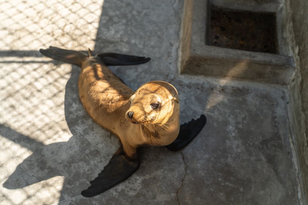sea lion pup rescue seaworld