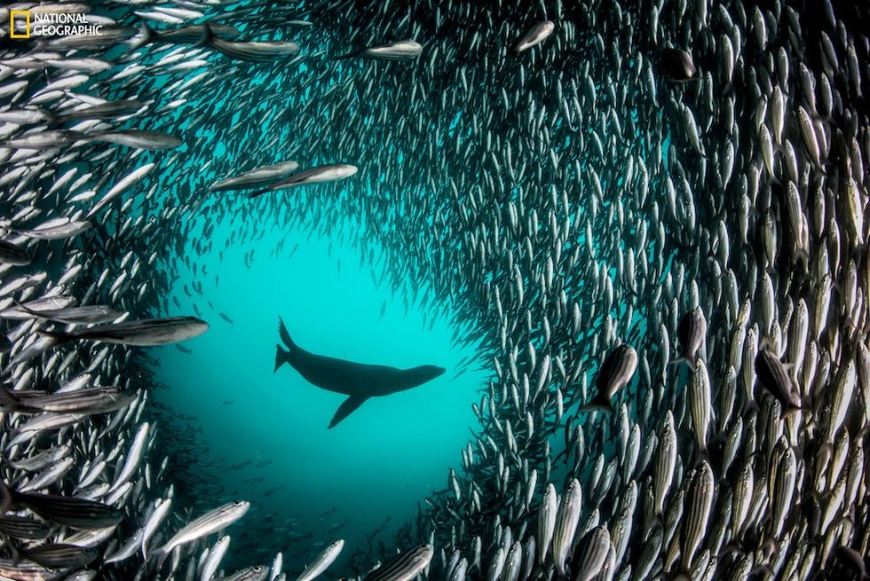 Sea lion surrounded by a swirling school of fish underwater.