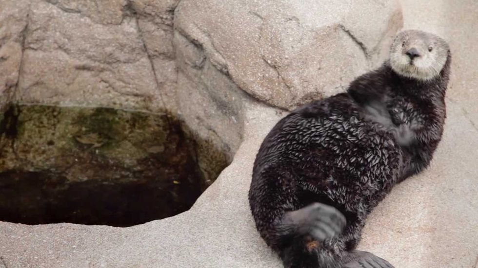 sea otter at monterey bay aquarium