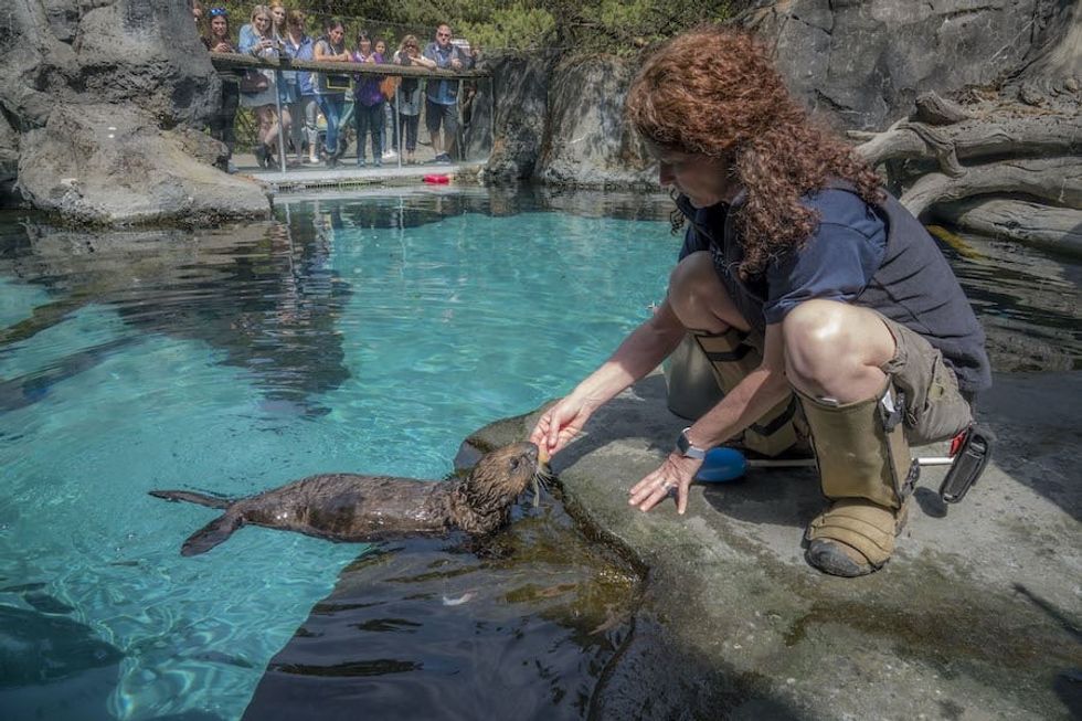 sea otter at Oregon Zoo, one of the zoos currently closed due to coronavirus