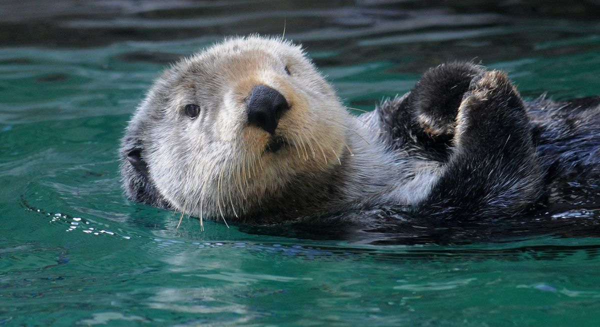 Sea Otter at Seattle Aquarium