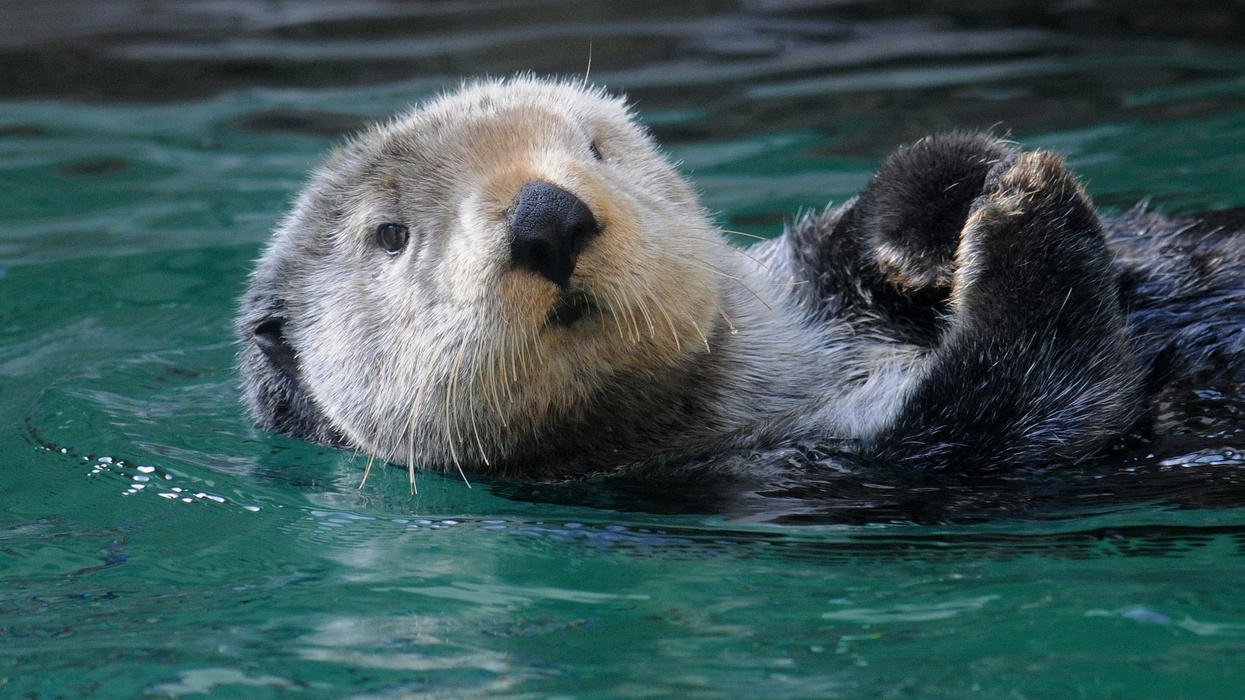 Sea Otter at Seattle Aquarium