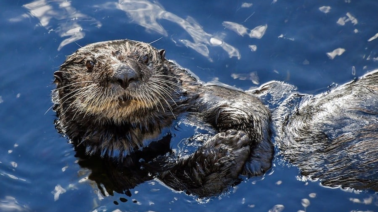 Sea Otter AZA