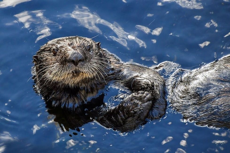 Sea Otter AZA