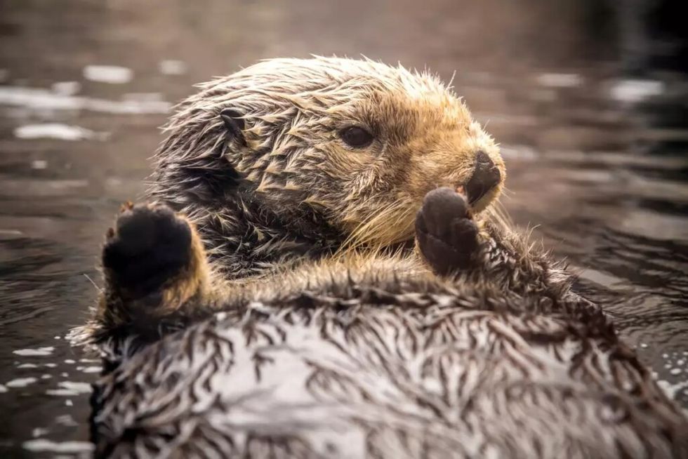 Sea otter floating on its back in the water, with paws raised near its mouth at the Monterey Bay Aquarium