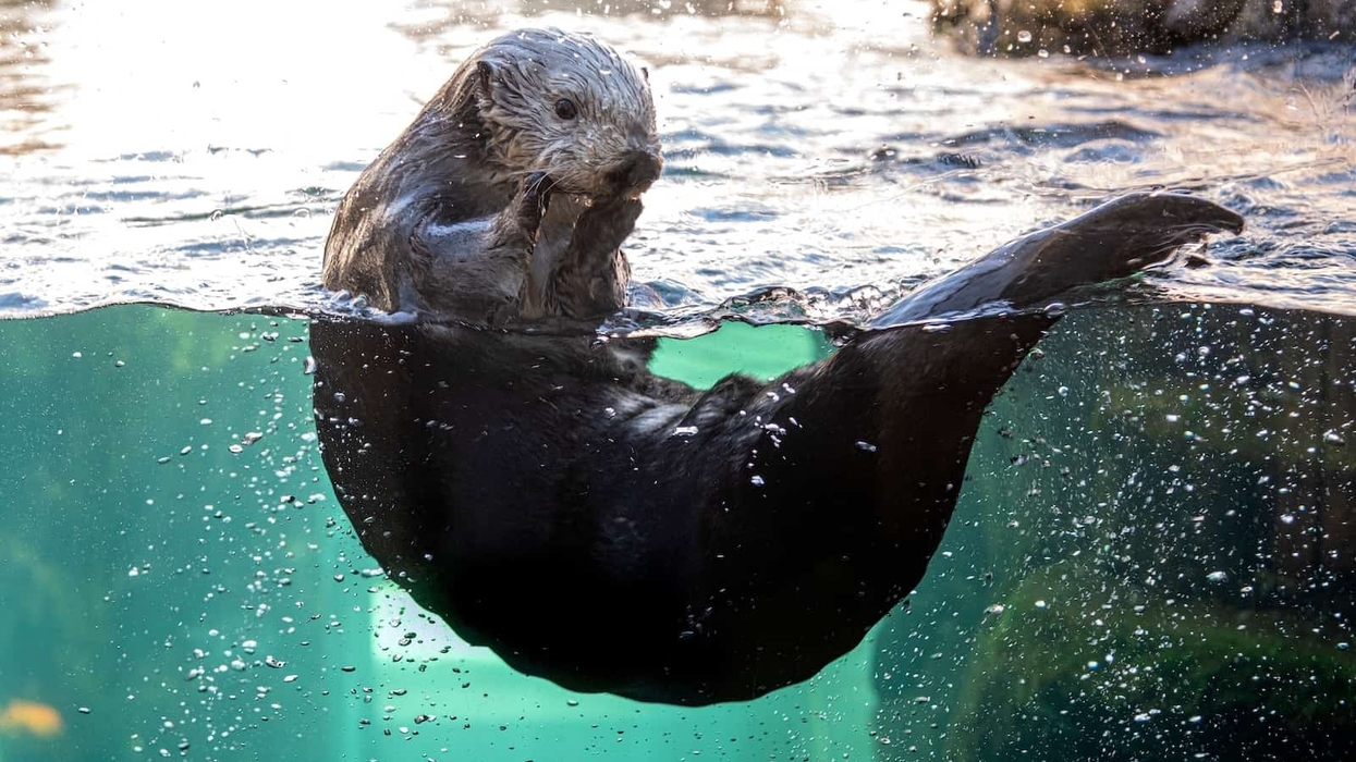 Sea Otter Monterey Bay