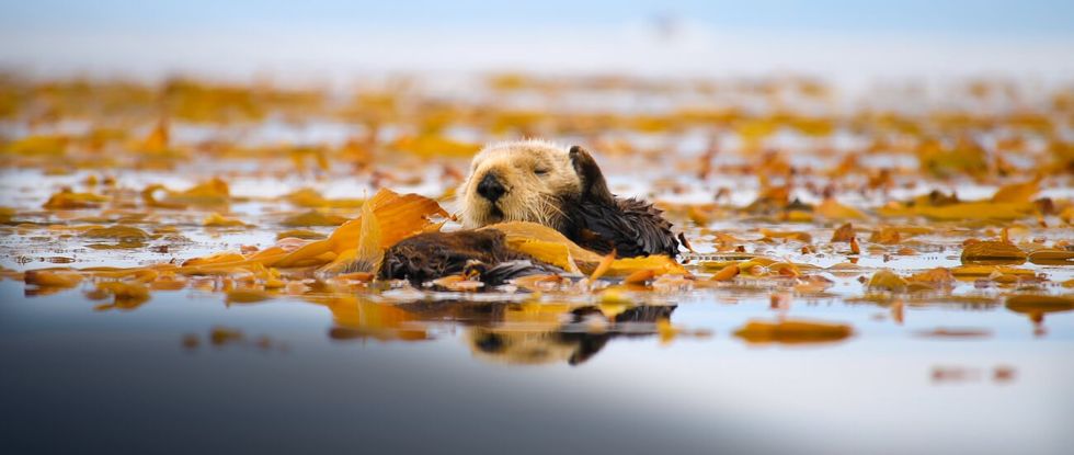 sea otter on surface in kelp bed