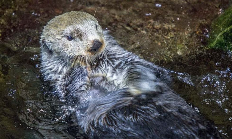 Sea Otter