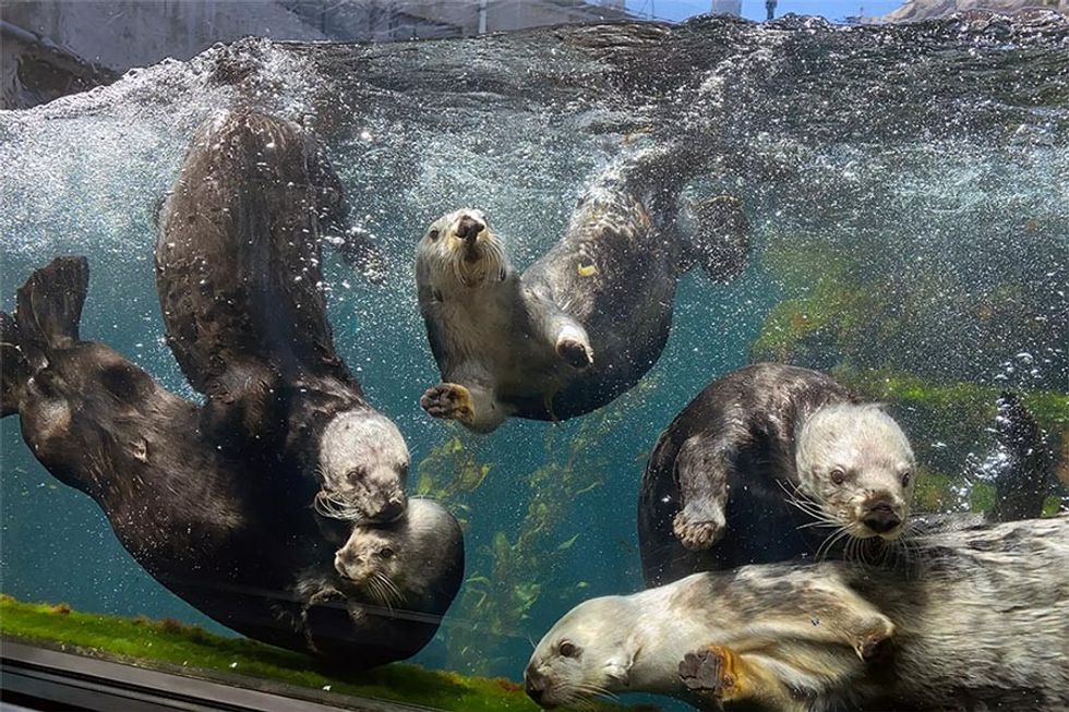 Sea Otters at Monterey Bay Aquarium, blooloop 50 Zoo & Aquarium Influencers