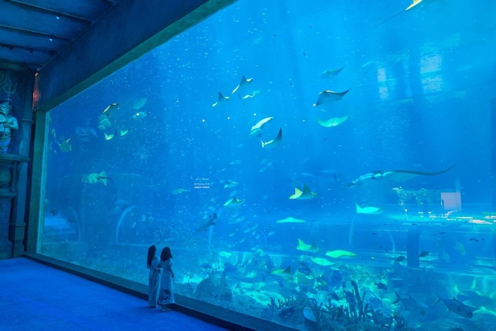 Sea Shell aquarium legacy