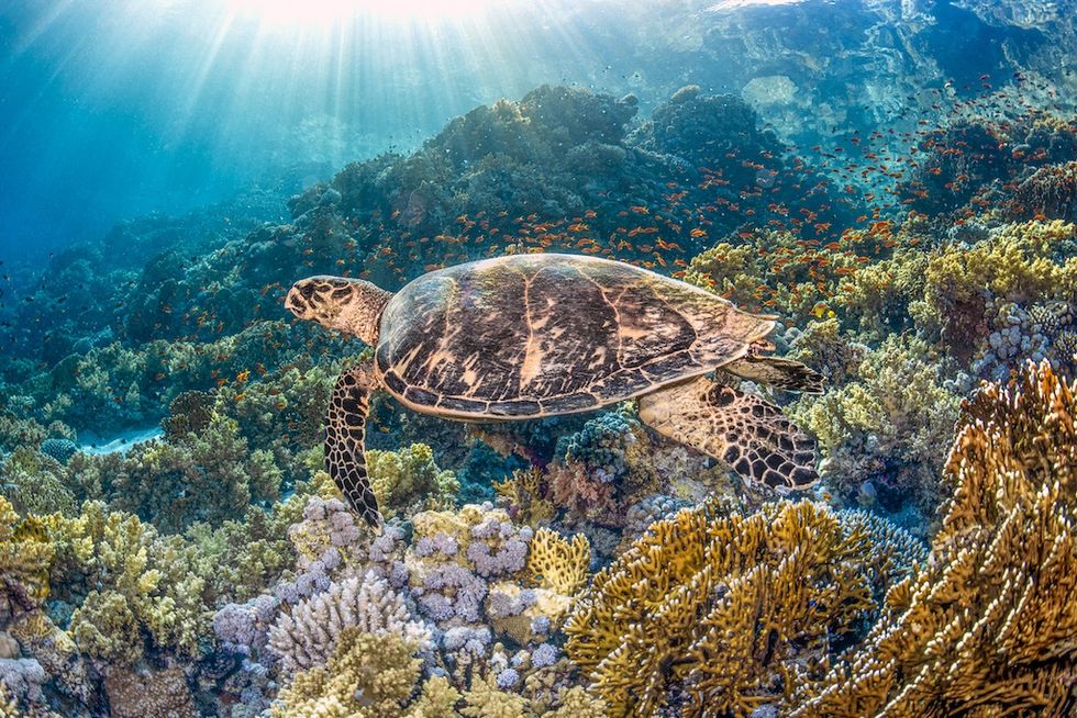 Sea turtle gliding over vibrant coral reef with sunbeams filtering through clear blue water.