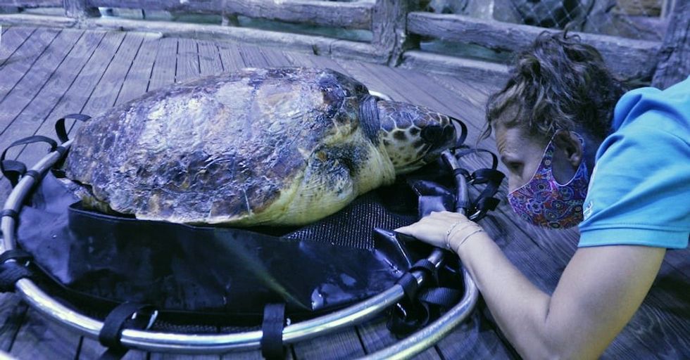 Sea turtle NTA