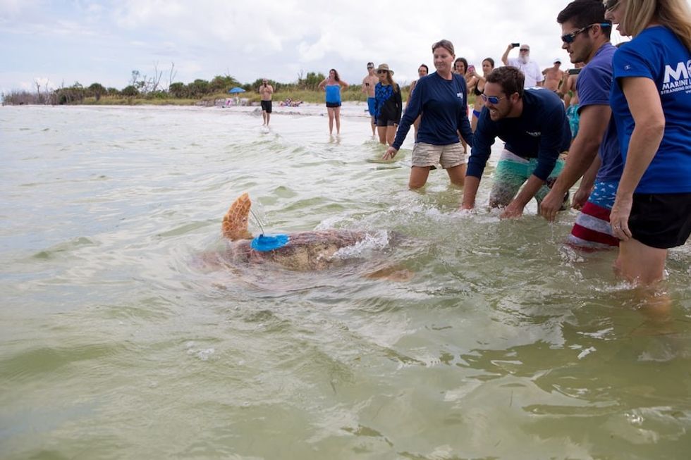 sea-turtle-release-Mote-Marine-Laboratory
