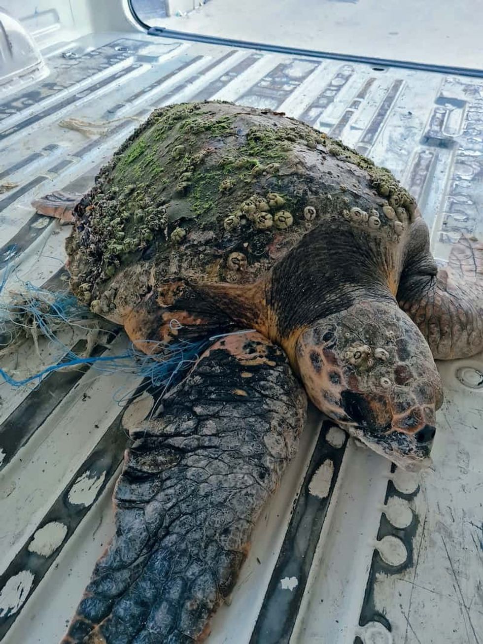 Sea turtle rescue National Aquarium Abu Dhabi