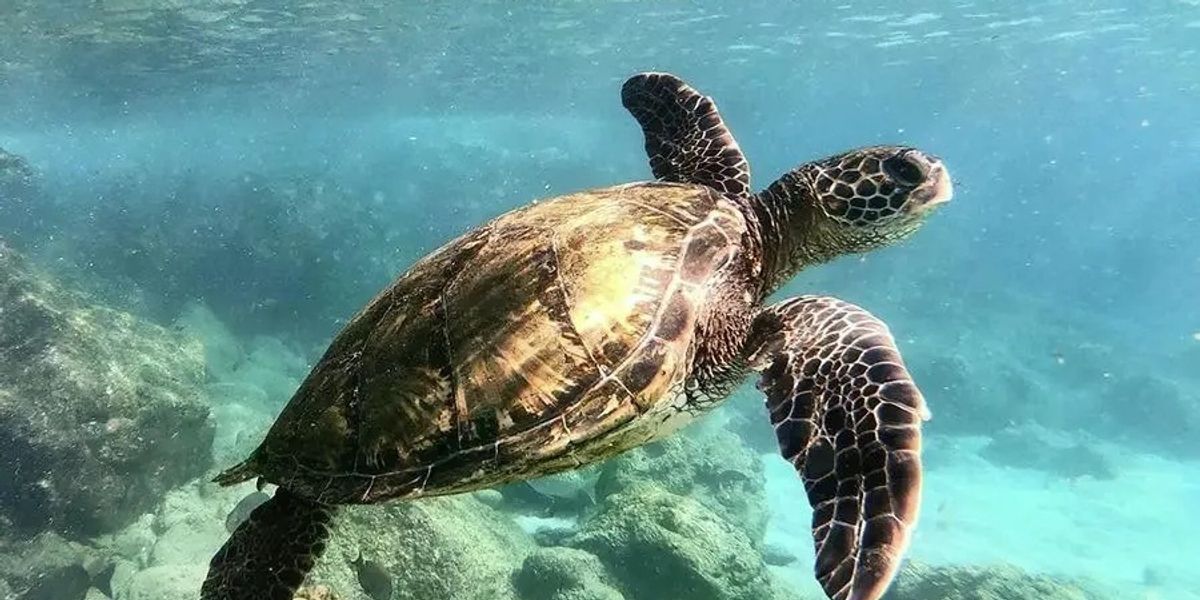 Miral launches AI-driven conservation initiatives across Abu Dhabi