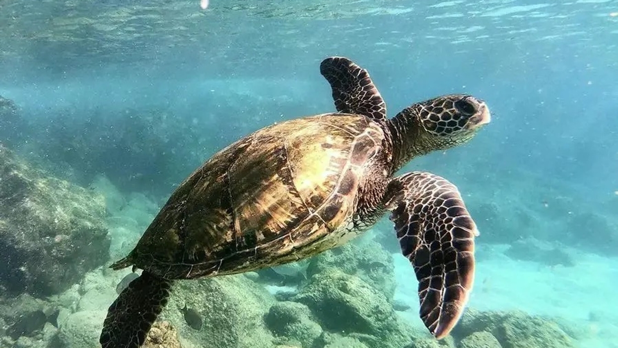 Sea turtle swimming gracefully underwater over rocky ocean floor in the Arabian Gulf