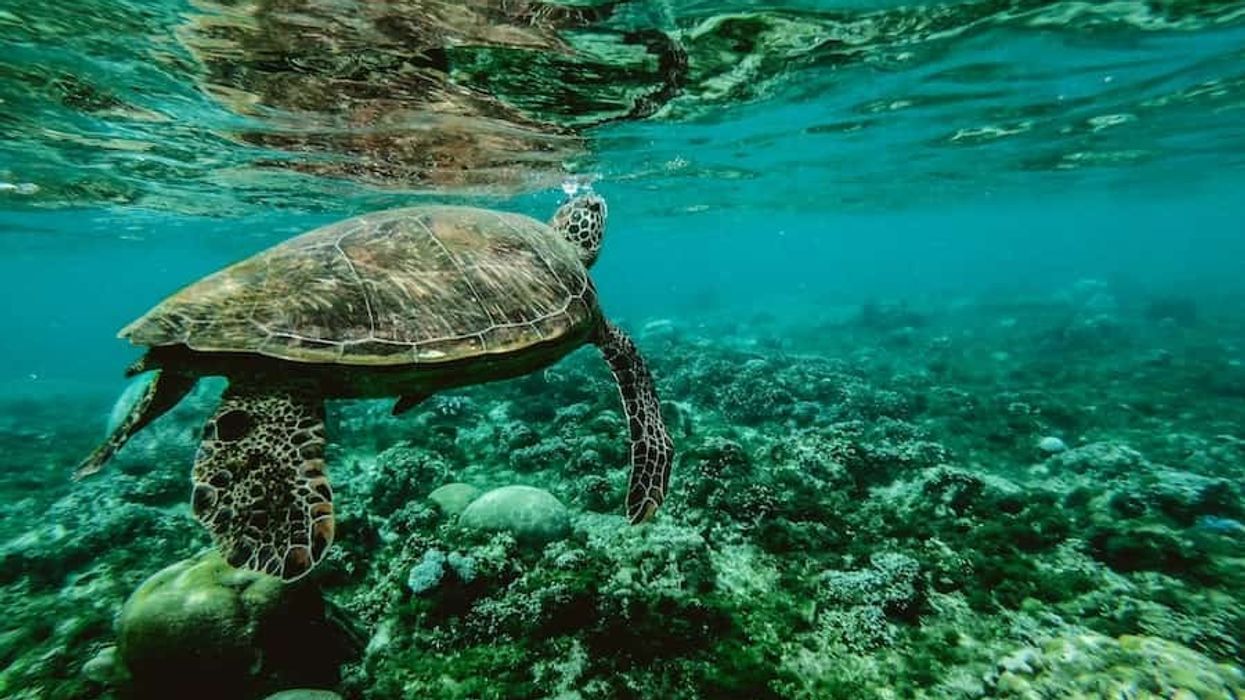Sea turtle