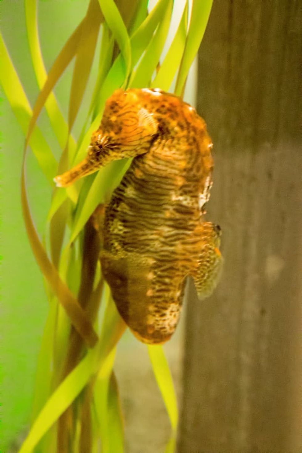 Seahorse Niagara Aquarium