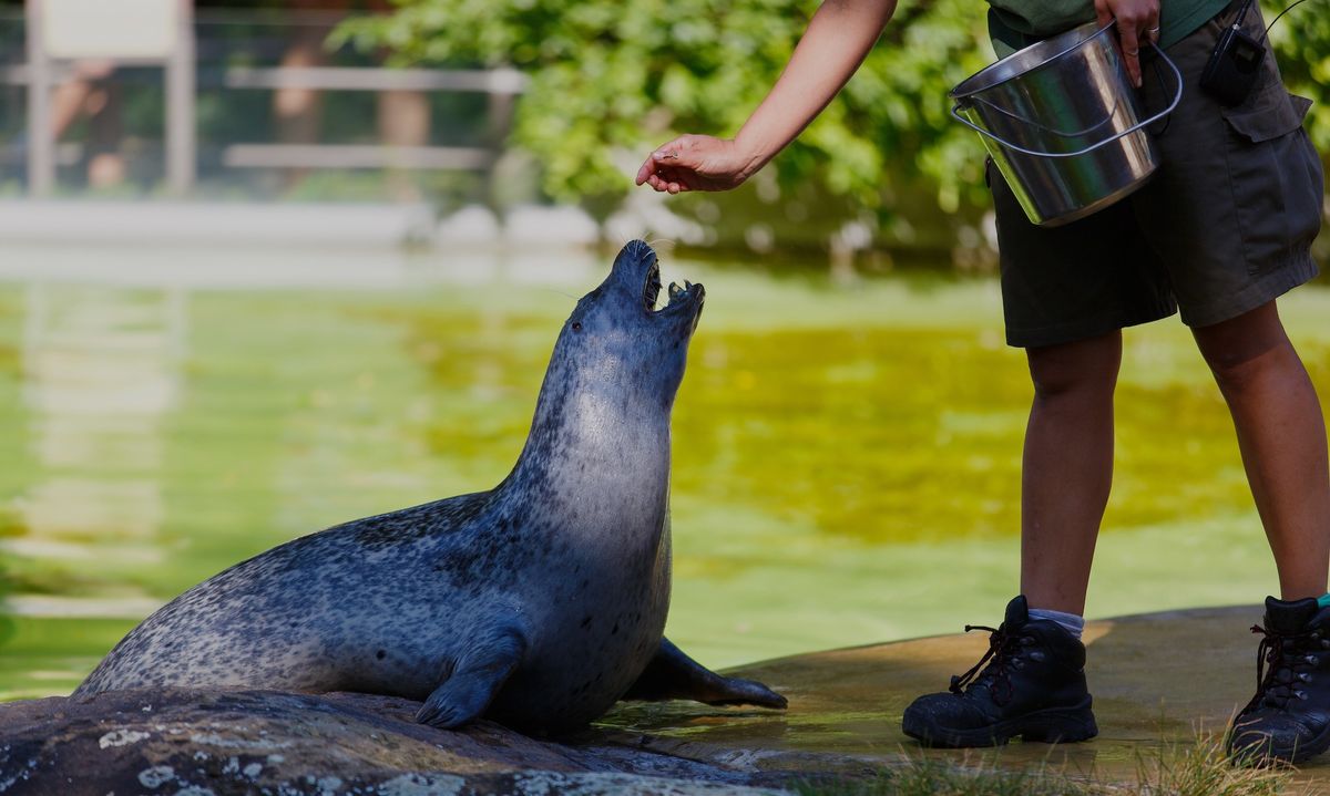 Seal being fed by a person with a bucket at the water's edge.