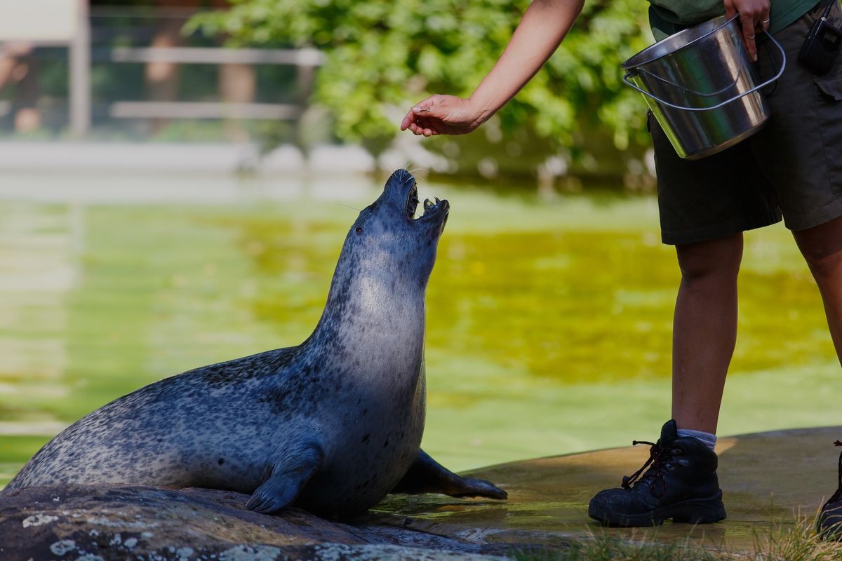 Seal being fed by a person with a bucket at the water's edge.