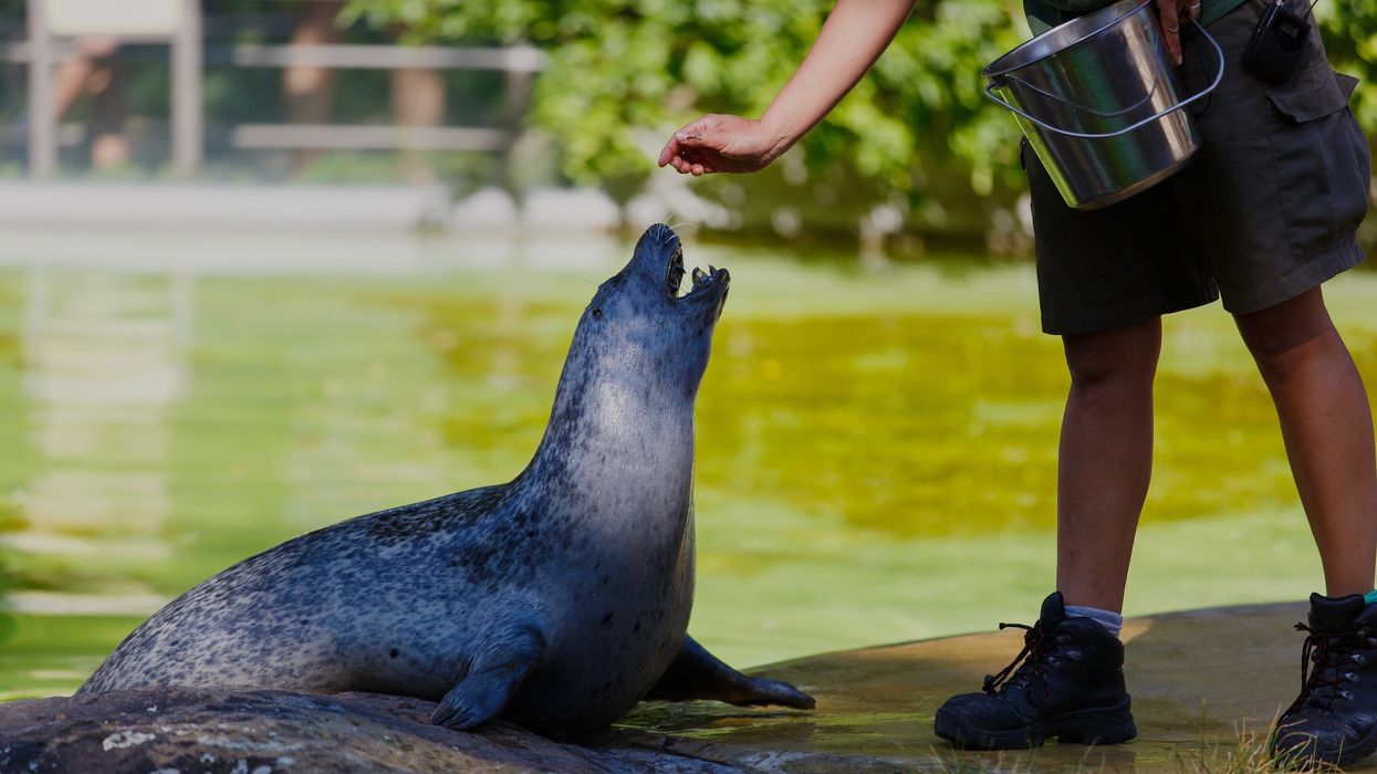 Seal being fed by a person with a bucket at the water's edge.