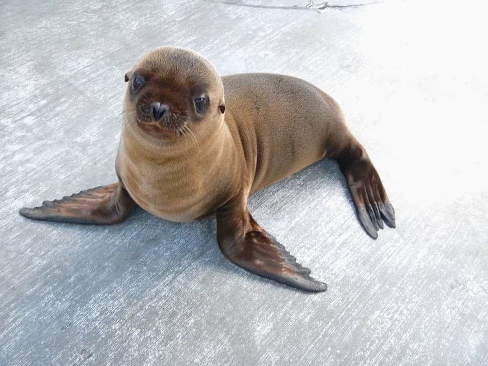 Seal Niagara Aquarium