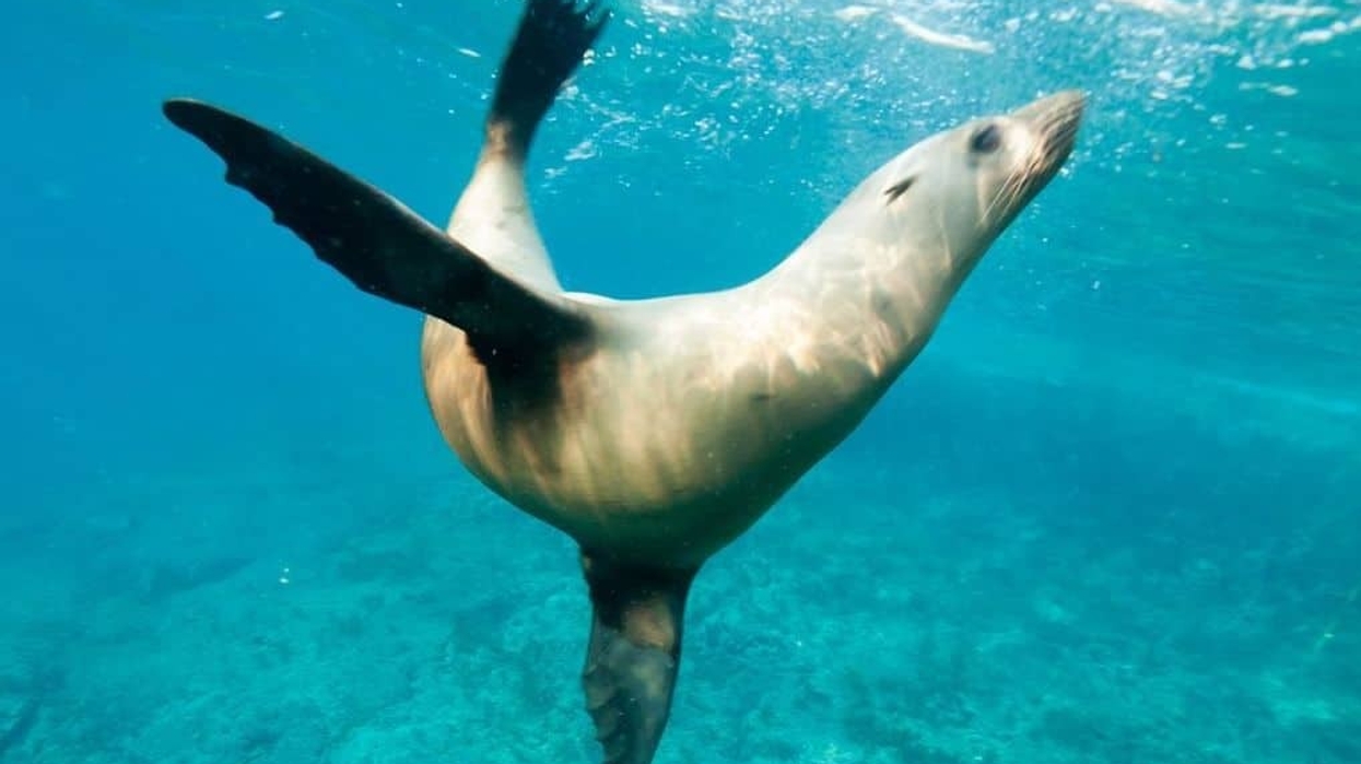 Seal underwater