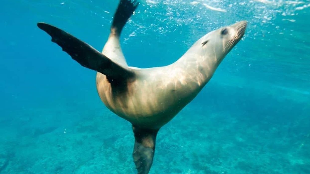 Seal underwater