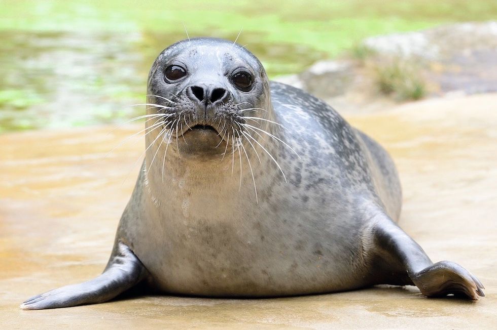 seal