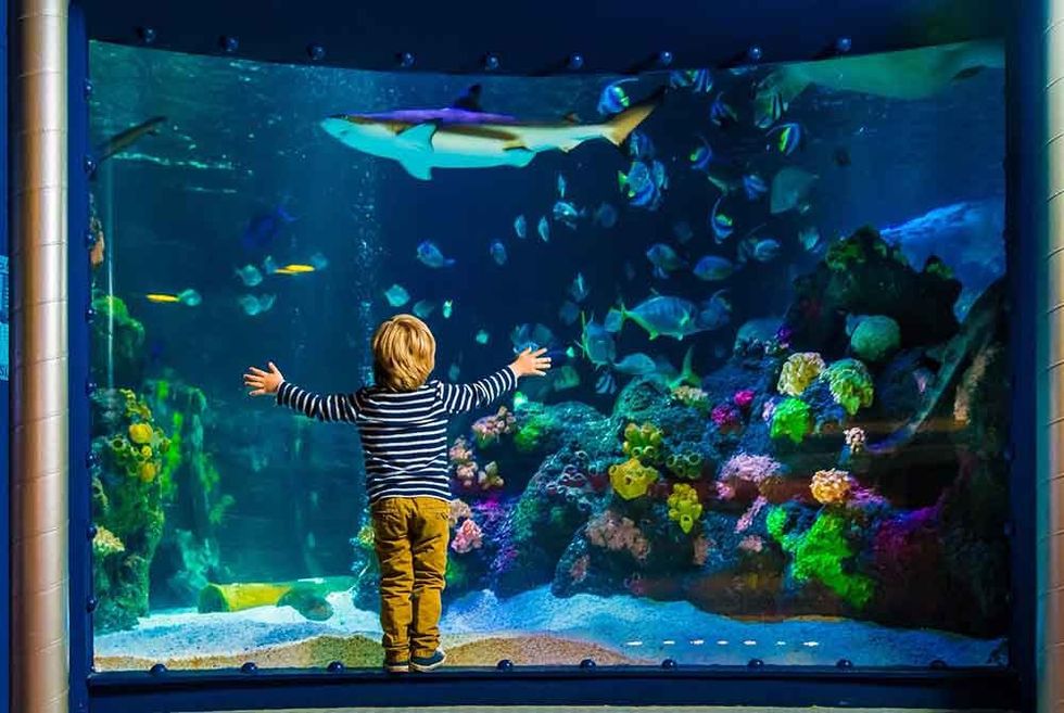 Sealife boy infront of fish aquarium