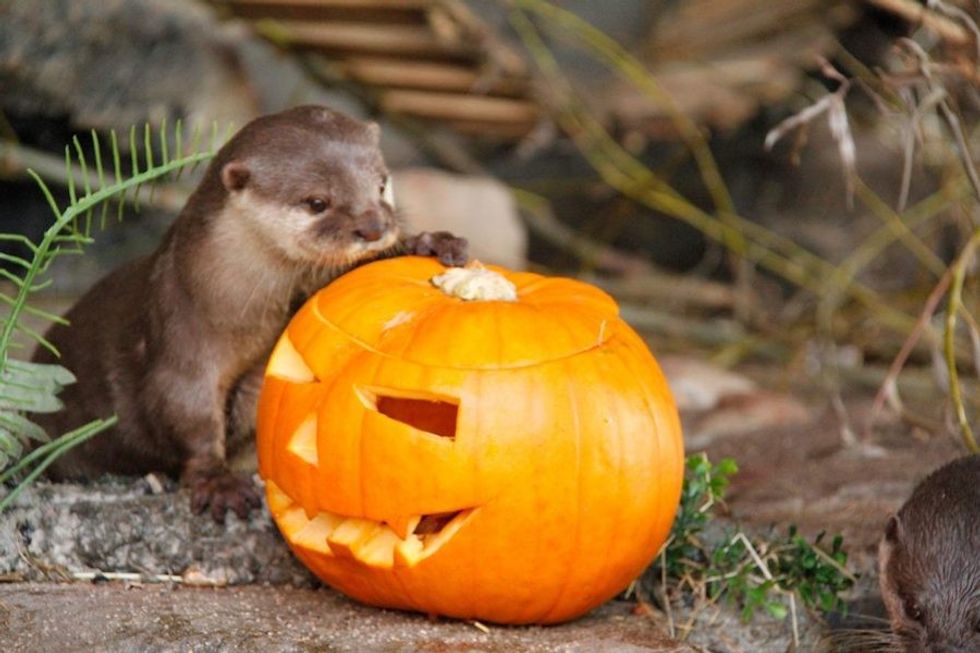 sealife halloween otter
