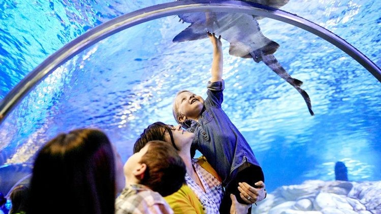 Sealife Merlin