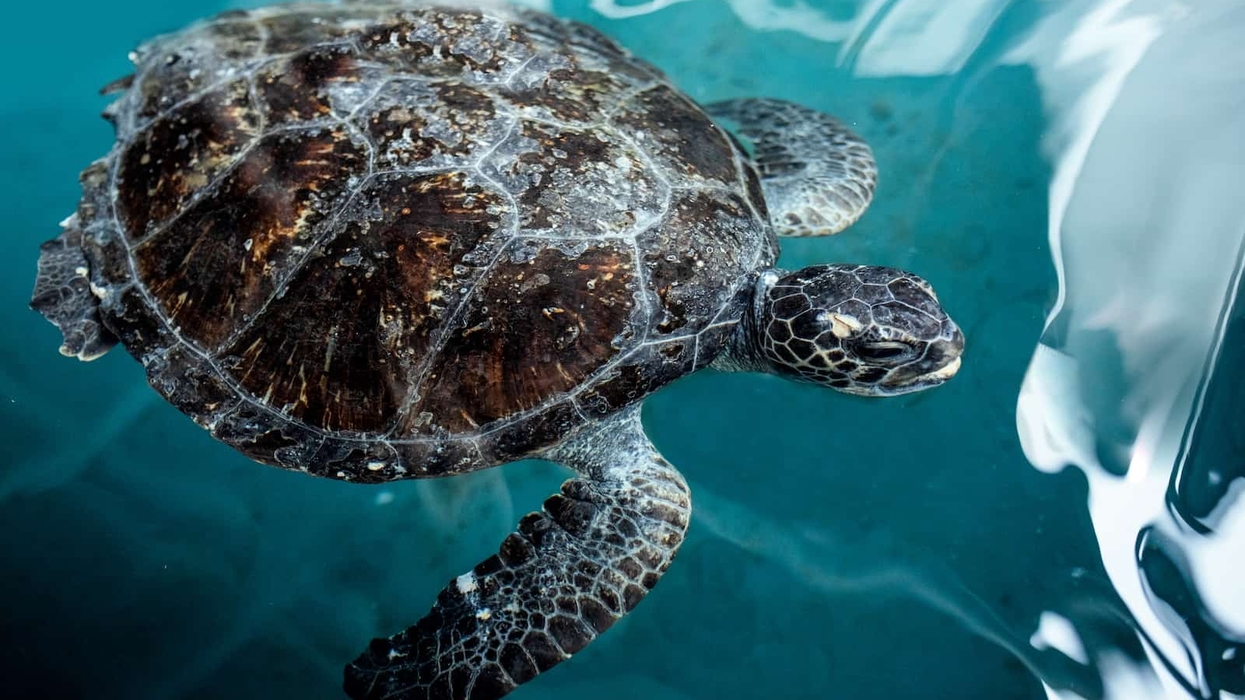 SEALIFE Sydney Animal Rescue