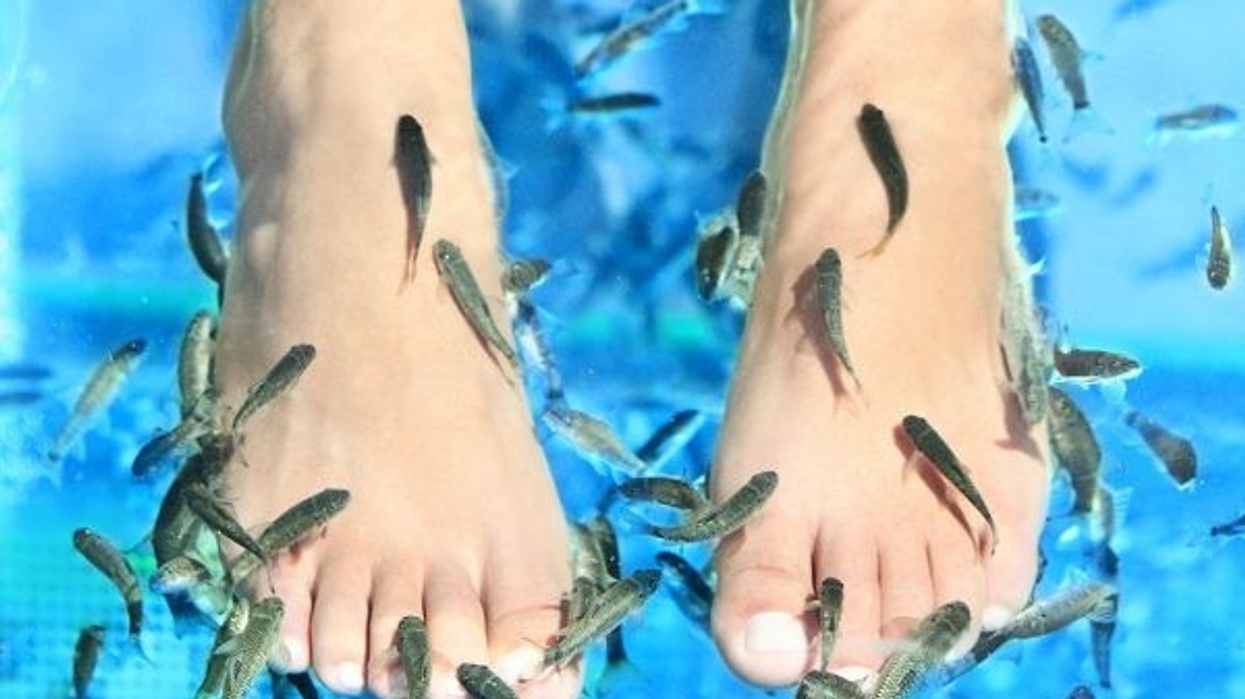 seaquest fish spa