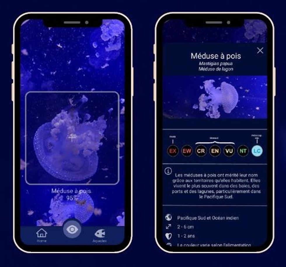 SEASCAN jellyfish