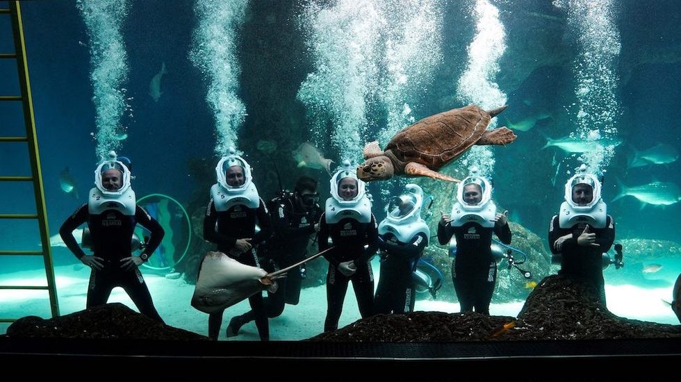 SeaTREK-helmet-diving-at-The-Florida-Aquarium-Sub-Sea-Systems