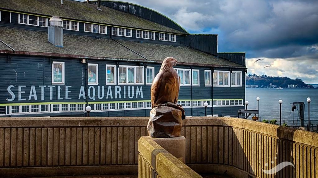 seattle aquarium expansionbird of prey