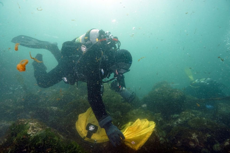 Seattle Aquarium team outplanting Pinto Abalone, April 2022