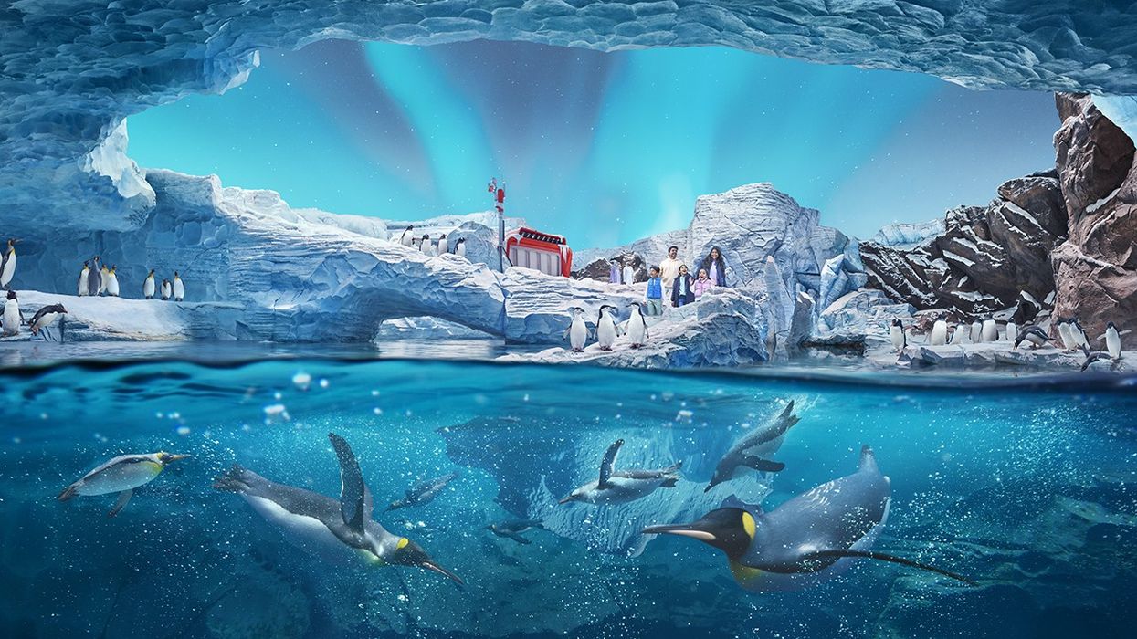 seaworld abu dhabi antarctica
