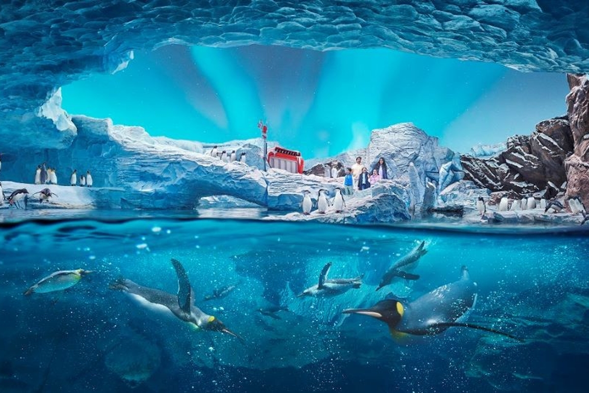 SeaWorld Abu Dhabi - Antarctica
