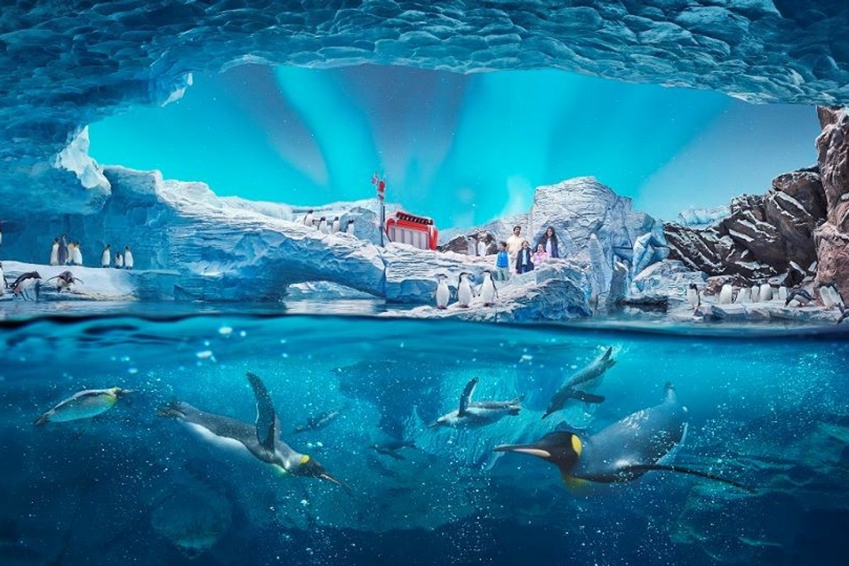 SeaWorld Abu Dhabi - Antarctica