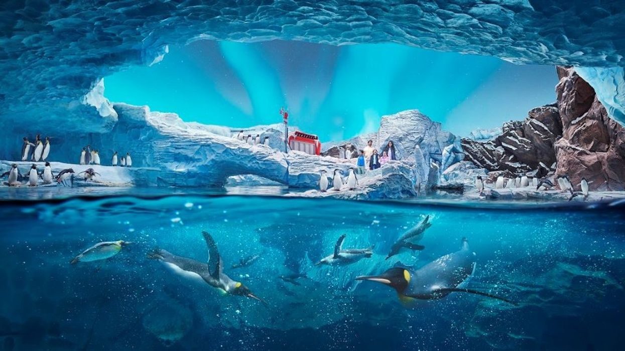 SeaWorld Abu Dhabi - Antarctica