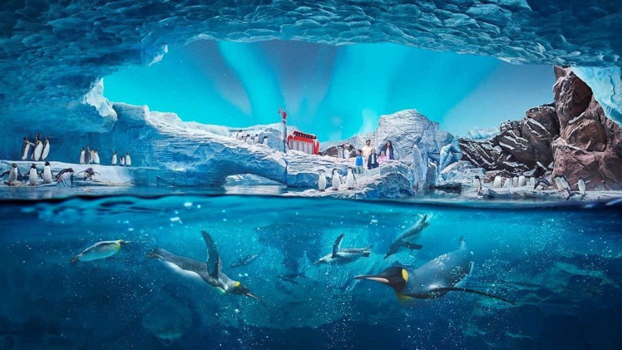 SeaWorld Abu Dhabi - Antarctica