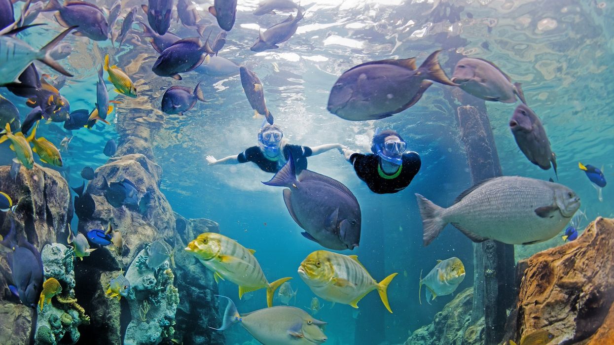 seaworld discovery cove