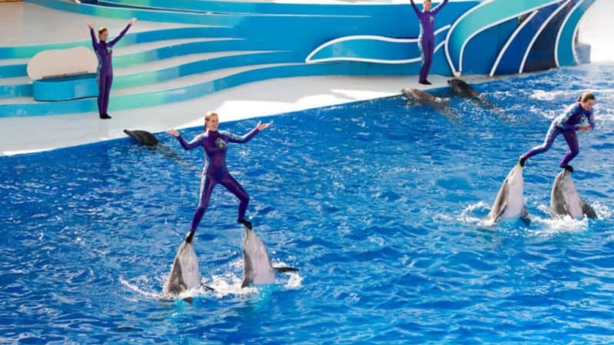 seaworld dolphin