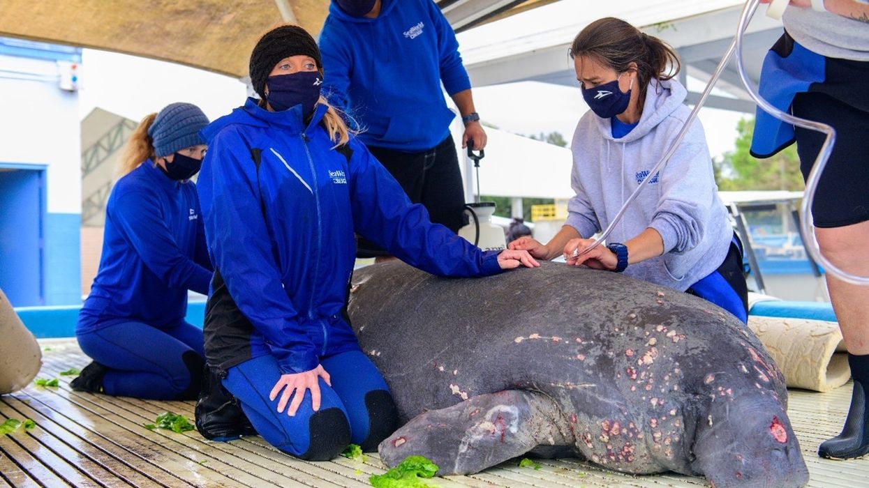 seaworld manatee rescue