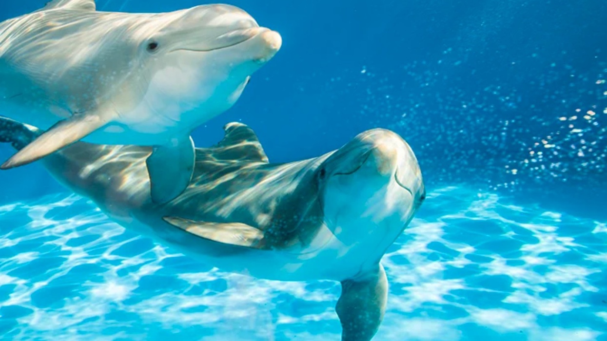 seaworld orlando dolphins