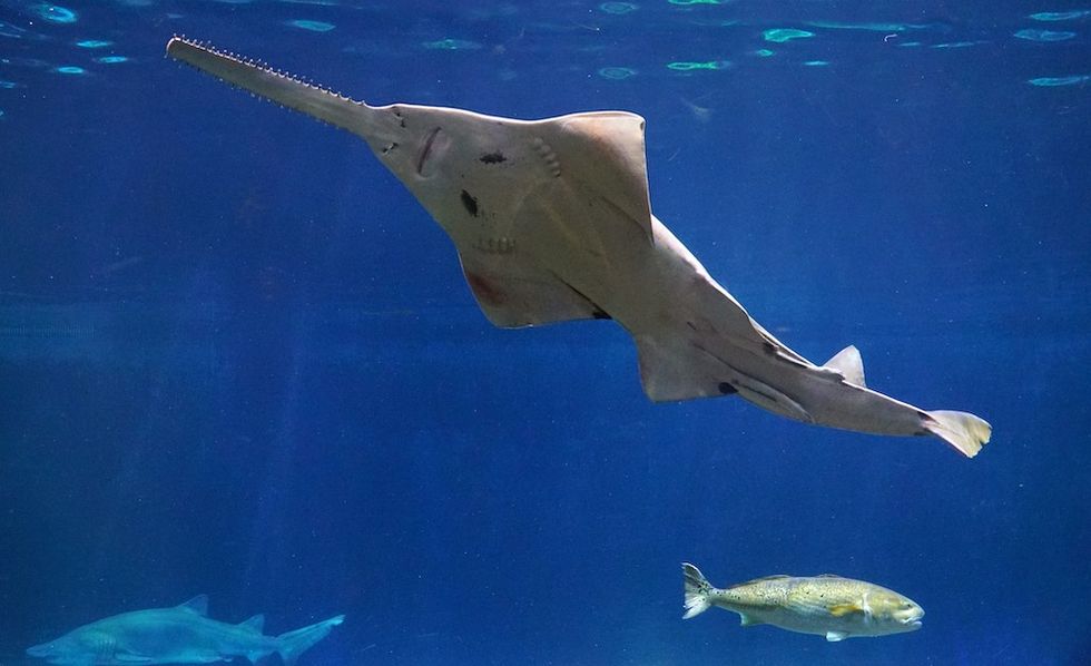 SeaWorld Orlando Shark Encounter